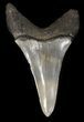 Large, Fossil Mako Shark Tooth - Georgia #42273-1